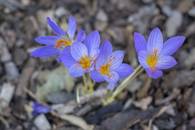 Krokusy jesienne