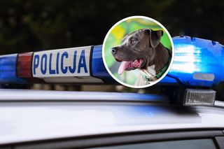 Amstaff miał zaatakować, gdy dziewczynka zeszła z łóżka. Koszmarny finał 