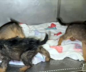 Porzucone szczeniaki w pudełku znalezione w środku lasu