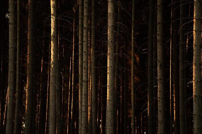 Spacerując po lubuskich lasach zróbcie zdjęcie i wyślijcie na konkurs! 