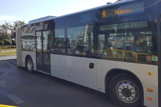 Pierwszy kurs autobusu przegubowego w Grudziądzu