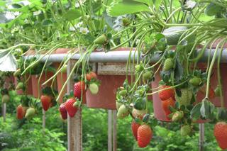 Truskawki na balkonie - jakie wybrać, kiedy sadzić, jak uprawiać? Uprawa truskawki w doniczce
