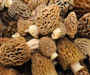 Smardze duszone w śmietanie – wiosenny rarytas, który zachwyca smakiem!