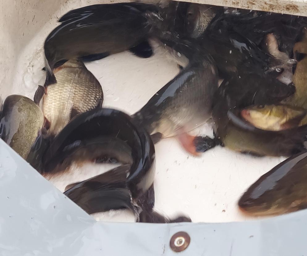 Ponad 1,5 tony ryb wpuszczono do starachowickiej Lubianki