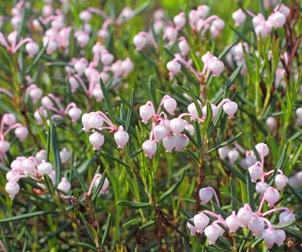 Modrzewnica pospolita (Andromeda polifolia)