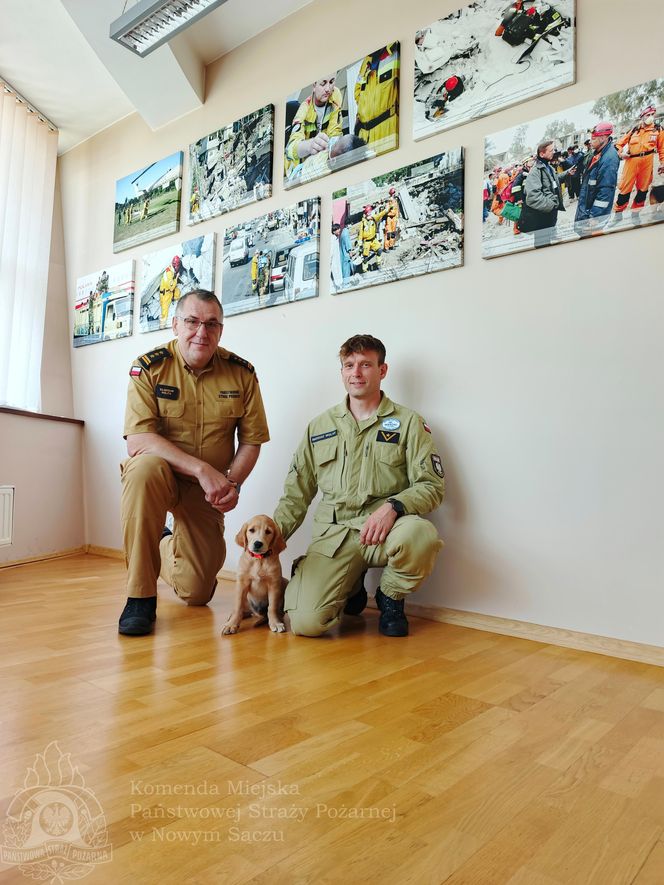 Wygląda jak maskotka, a będzie bohaterem. Strażacy mają nowego psa ratowniczego