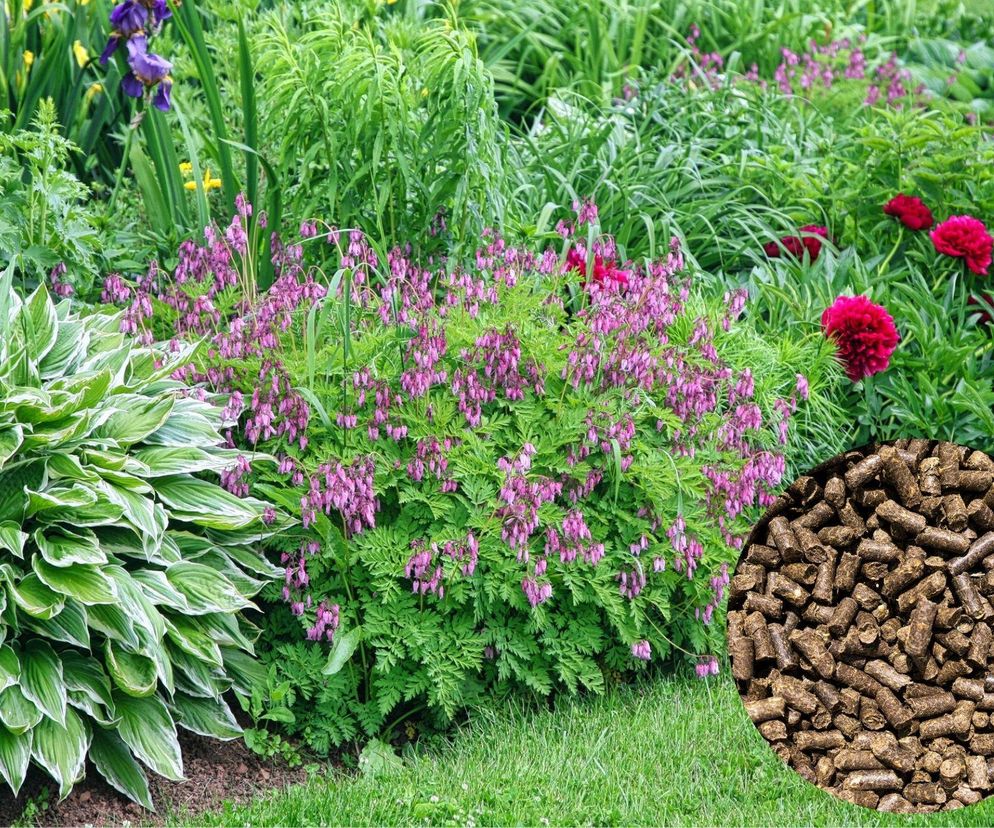 Jak i kiedy stosować obornik granulowany?  Jakie rośliny nim nawozić?