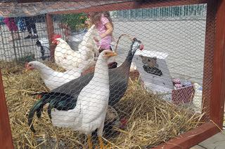 Dożynki w Biskupcu 2023. Tłumy bawiły się na święcie plonów. Zobaczcie zdjęcia!