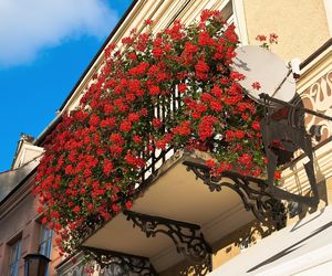 Zwisające kwiaty na balkon