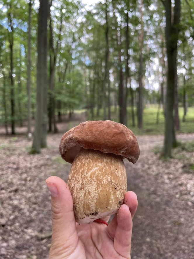 Ale okazy! Takie grzyby są na Dolnym Śląsku. Mieszkańcy chwalą się zbiorami 