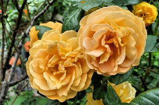 Róża wielokwiatowa 'Amber Queen®'