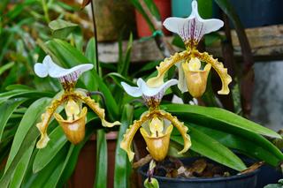 Kropki na Paphiopedilum [Porada eksperta]