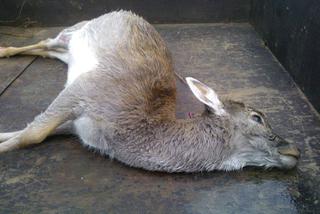 ŻYWEJ SZOPKI NIE BĘDZIE - ZEŻARŁY JĄ SZATAŃSKIE OGARY.