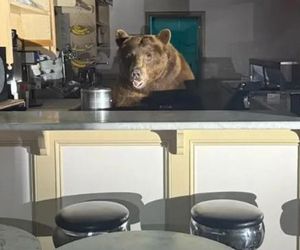 Niedźwiedź stanął za ladą! Szok w sklepie z lodami