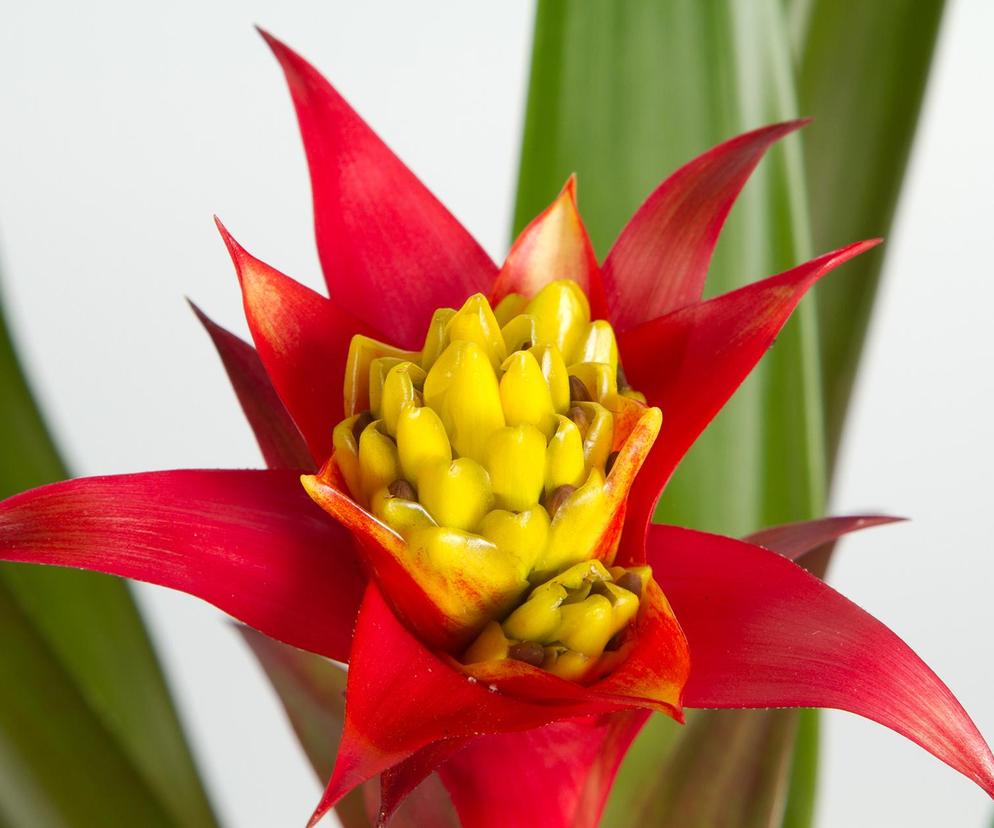 Guzmania