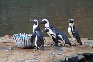 Najstarszy pingwin w Europie obchodził urodziny. Dostał wyjątkowy prezent od swoich opiekunów