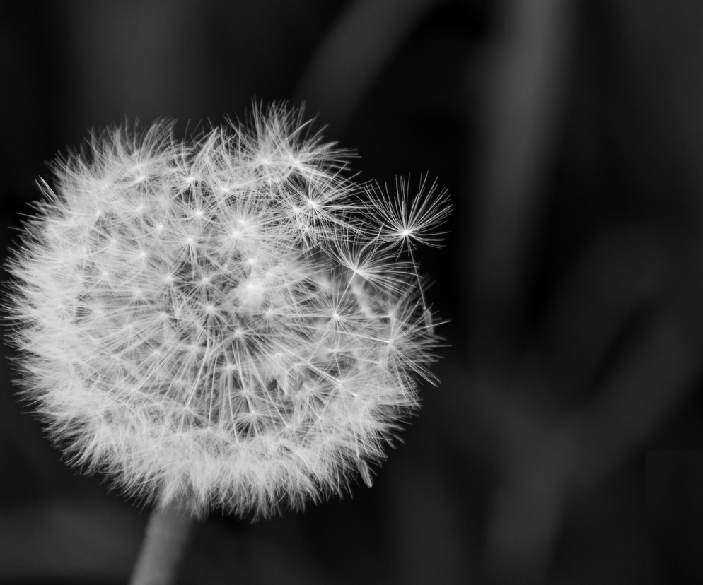 Żałoba - jak wesprzeć osoby pogrążone w żalu po śmierci
