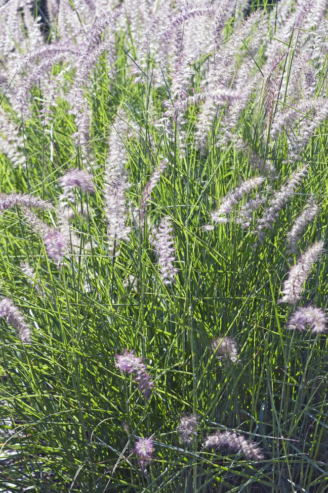 Rozplenica wschodnia  - Pennisetum orientale