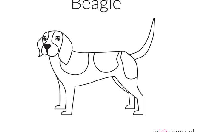 pies beagle kolorowanka
