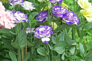 Eustoma wielkokwiatowa - Eustoma grandiflorum