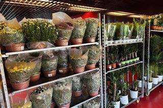 Tłumy na Festiwalu Roślin 2024 w Białymstoku