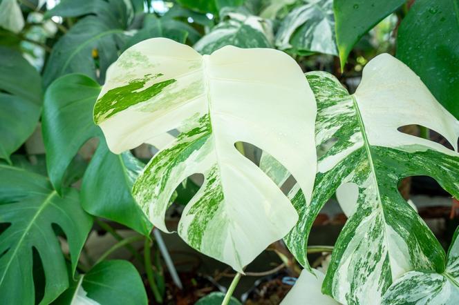 Monstera variegata