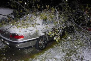 Zimni ogrodnicy: Śnieżyca powaliła drzewo na samochody. Droga była zablokowana [ZDJĘCIA]