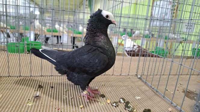 Kalisz. Rasowe gołębie, drób i króliki można podziwiać w hali OSRiR