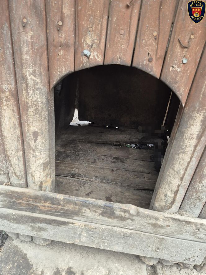 Dramat w Pruszkowie. Przetrzymywał zwierzęta w skandalicznych warunkach. Właściciel próbował się ich pozbyć