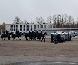 Atestacja koni służących w łódzkiej policji i straży miejskiej