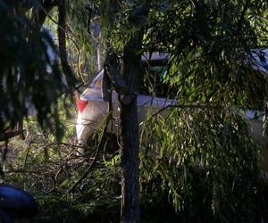   Burza w Olsztynie. Połamane konary spadły na trzy zaparkowane samochody na ul. Smętka [ZDJĘCIA]