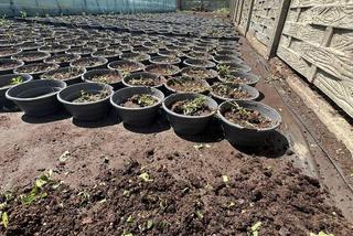 Gradobicie w Waleńczowie doszczętnie zniszczyło szklarnie