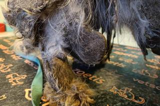 Filipek walczy o zdrowie i życie. Gdy go odbierano, nawet kształtem nie przypominał psa