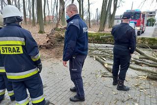 Maję zabiło spróchniałe drzewo w parku