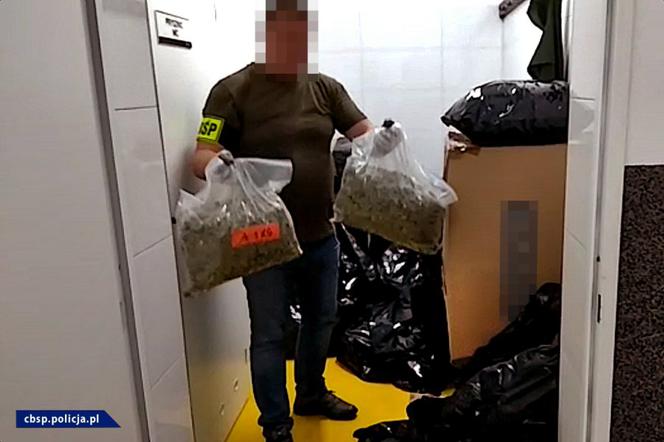 CBŚP zabezpieczyło krzaki, z których byłoby prawie 400 kilogramów suszu!