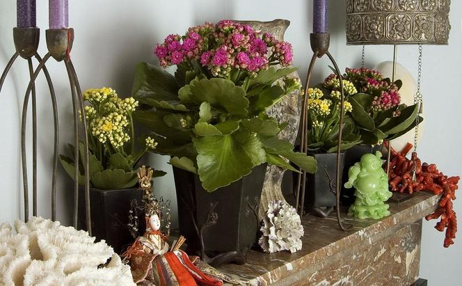 Kalanchoe Blossfelda