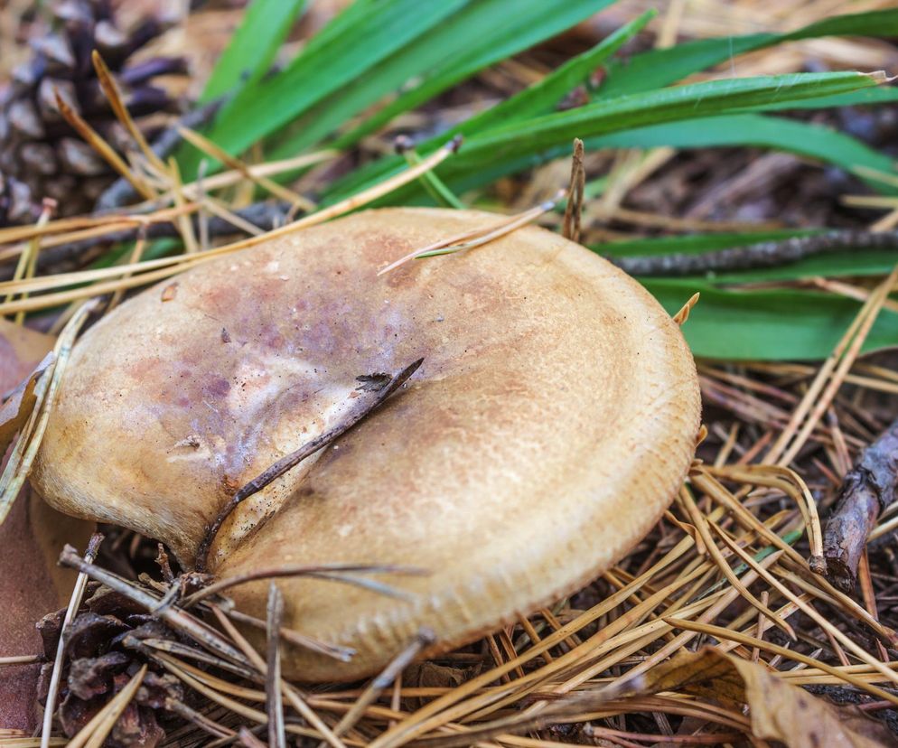 Dawniej rarytas, dziś śmiertelne zagrożenie. Ten grzyb może zabić nawet po latach!