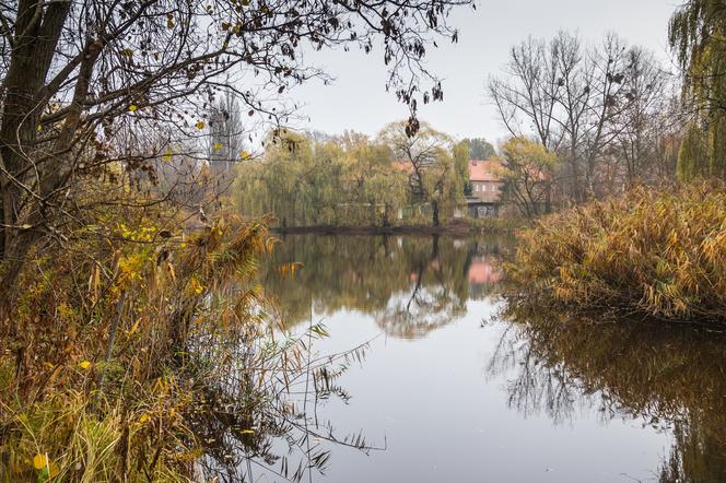 Staw Kozubek w Katowicach