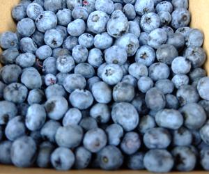 Polska borówka pożądana na świecie. Jesteśmy w czołówce w produkcji i eksporcie