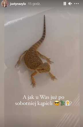 Gad w domu Justyny Żyły