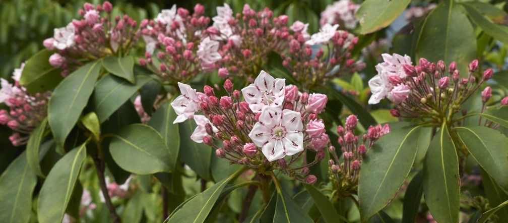 Kalmia