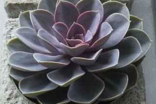 Eszeweria - Echeveria