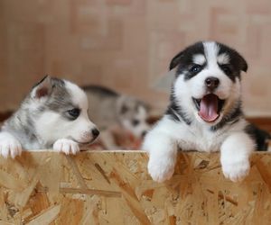 TOP 11 najładniejszych imion dla psa. To propozycje AI!