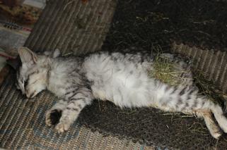 1000 zł za głowę kociego mordercy