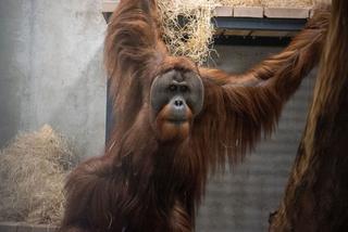 Orangutany nowymi mieszkańcami łódzkiego Orientarium
