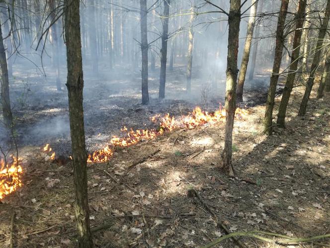 Seria pożarów lasów pod Płońskiem! Straż pożarna: To były podpalenia! [ZDJĘCIA]