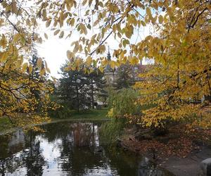 Park Wilsona