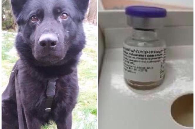 Pies wywąchał skradzione szczepionki na koronawirusa! Bezczelny złodziej z Iłowa nie miał szans [WIDEO]