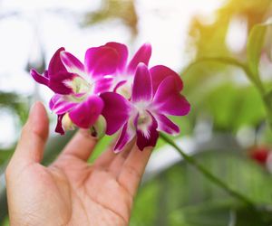 Zmarnowałaś kolejnego storczyka? Ten poradnik jest dla Ciebie. Wykorzystaj te zasady, a zostaniesz królową orchidei