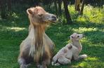 W warszawskim zoo urodził się wielbłąd Maniek. Ma zaskakująco jasny kolor wełny! [ZDJĘCIA]